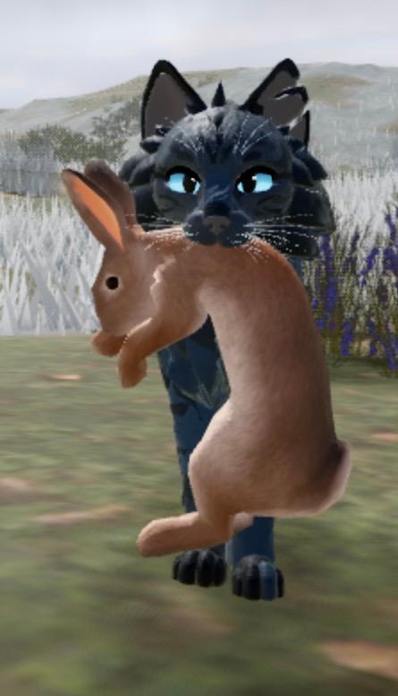 Biomecats 🌲🌵 ️🏝️discontinue Paws traveled: 5 Warrior cats in Roblox ...