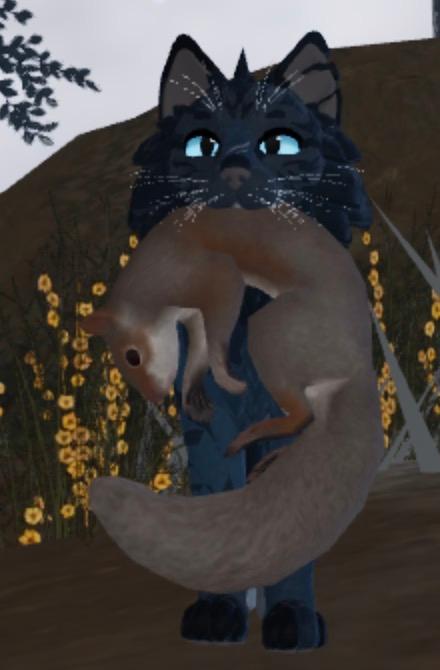 Biomecats 🌲🌵 ️🏝️discontinue Paws traveled: 5 Warrior cats in Roblox ...