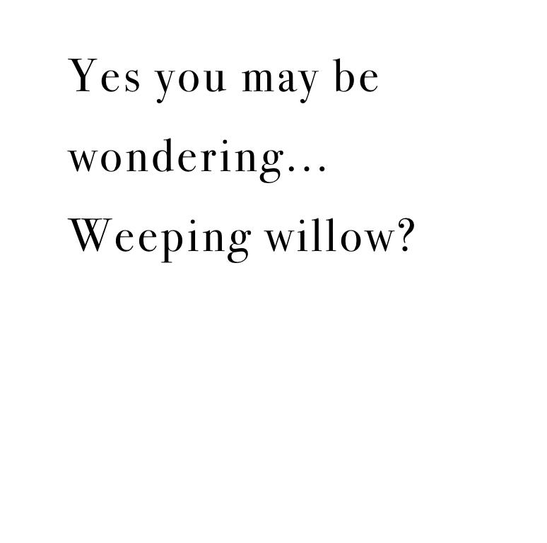 Weeping willow.. Episode 1 . - ibisPaint