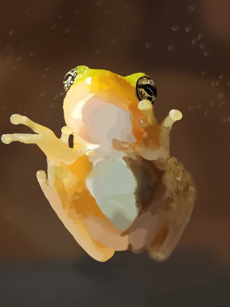 Fargo the Froggo