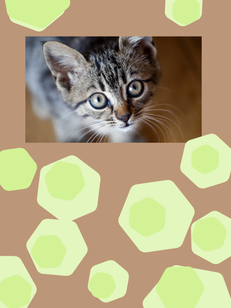 Kitty 1
