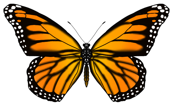 Original Monarch Butterfly