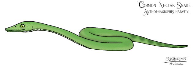Common Nectar Snake