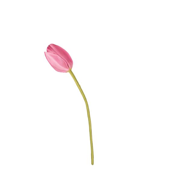 Tulip