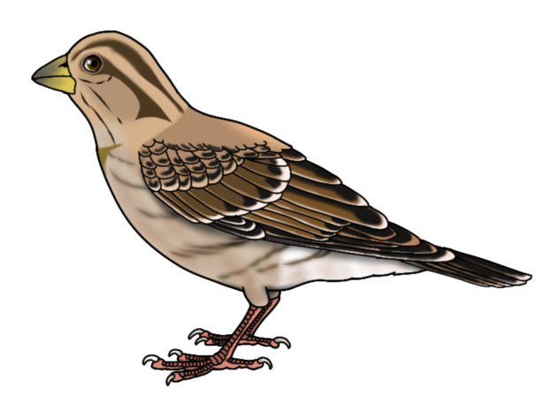 Eurasian Tree Sparrow f