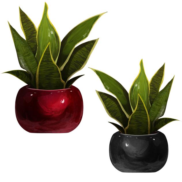 Indoor Plant 2