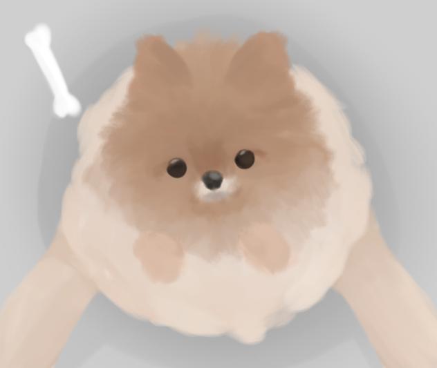 ポメラニアン