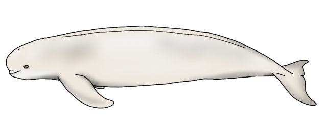 Horatian Finless Porpoise (adult)