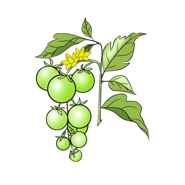 Plant Tomato Green Stiker