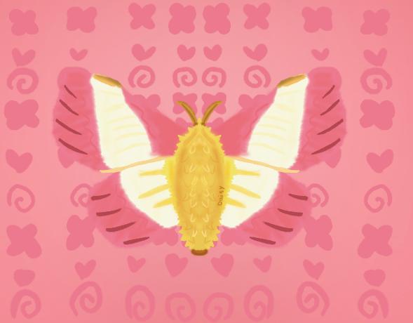 Drawing moth kinds (day 2)