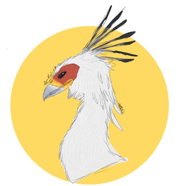 secretary bird