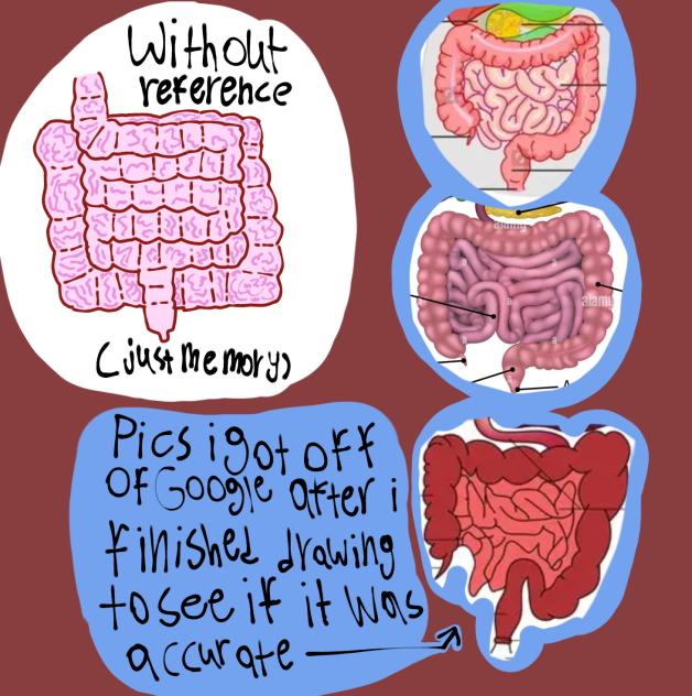 Intestines -- digestive system ish