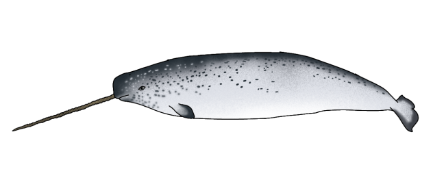 Narwhal male render