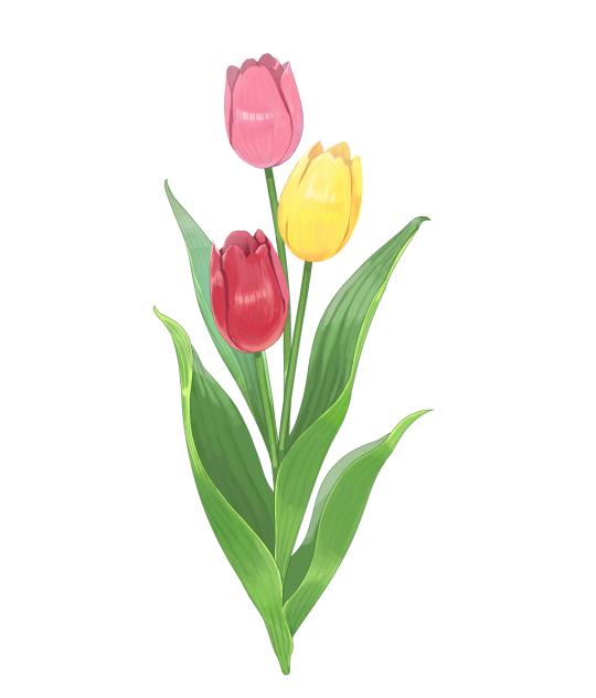 チューリップ🌷