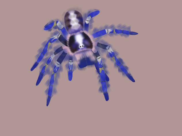 Gooty sapphire ornamental tarantula