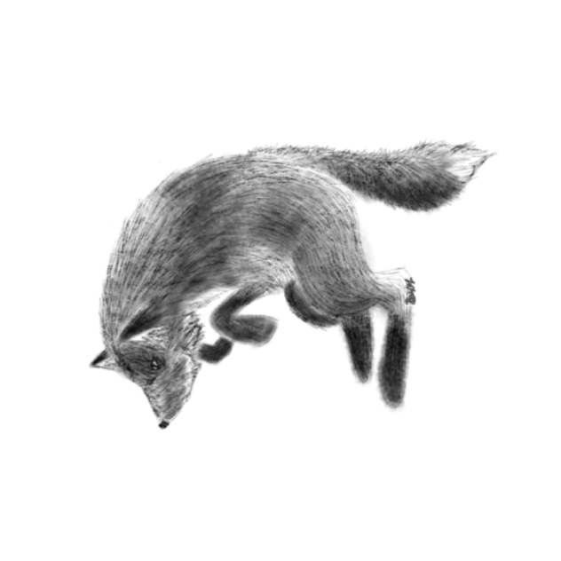Fox - ibisPaint