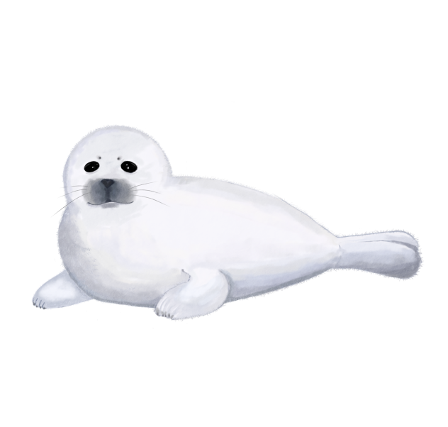 Harp seal ibisPaint