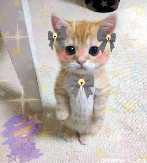 cat.