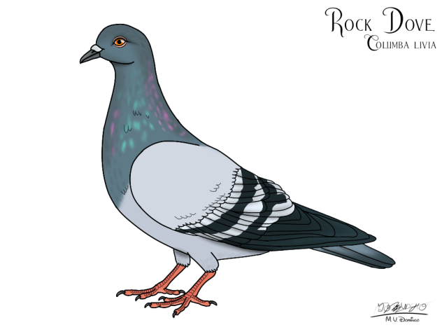 Rock Dove