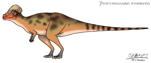 Pachycephalosaurus wyomingensis