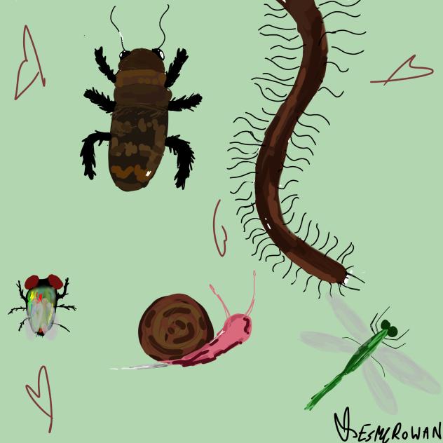 insectsss!!!