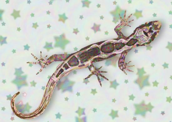 Rainbow-ish gecko