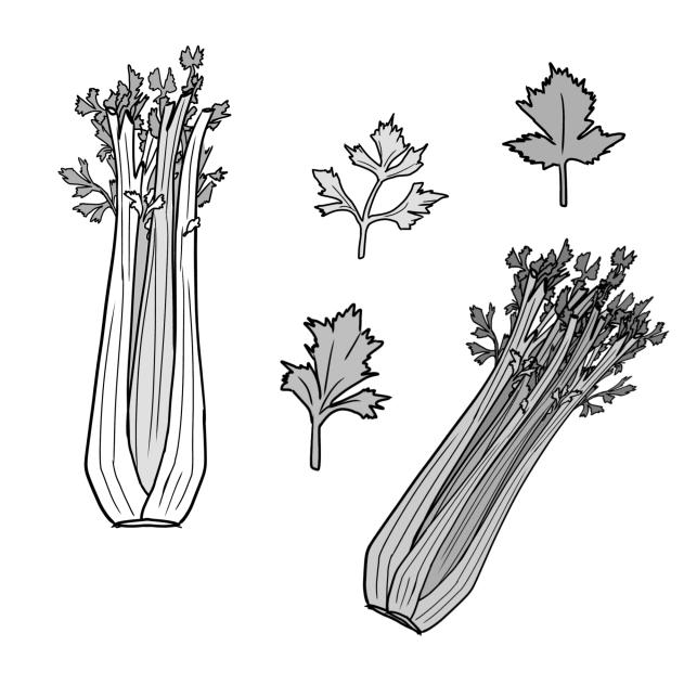 celery