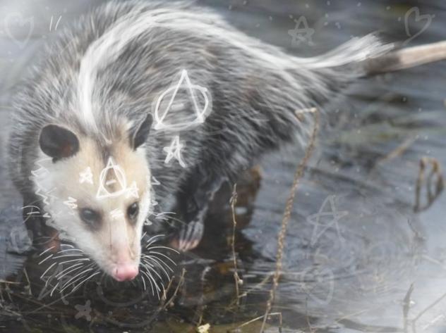Opossum Therian PFP
