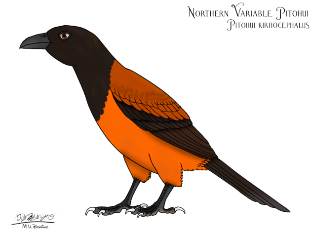 Northern Variable Pitohui