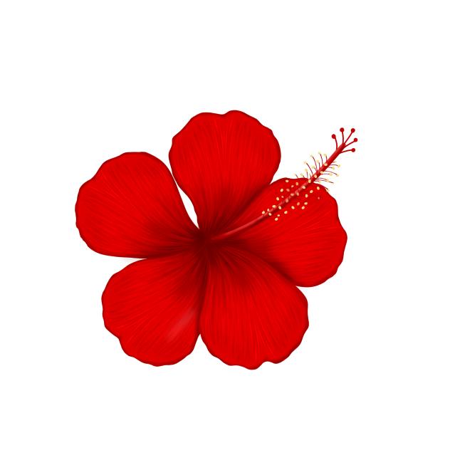 Hibiscus