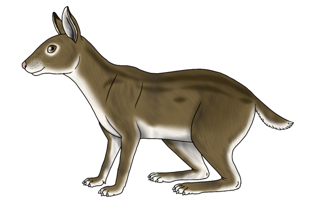 Pachyrukhos politus render