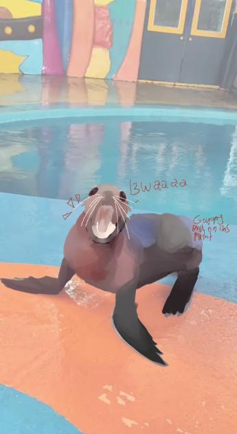 Silly sea lion