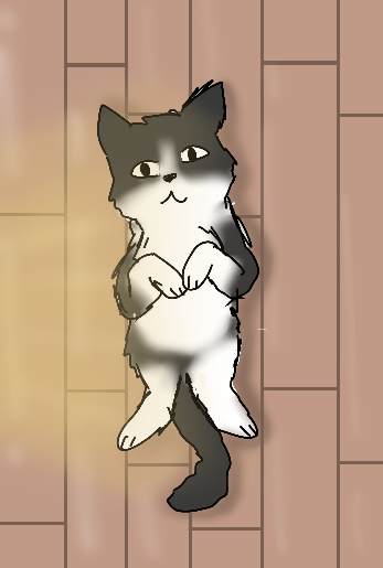 tuxedo cat