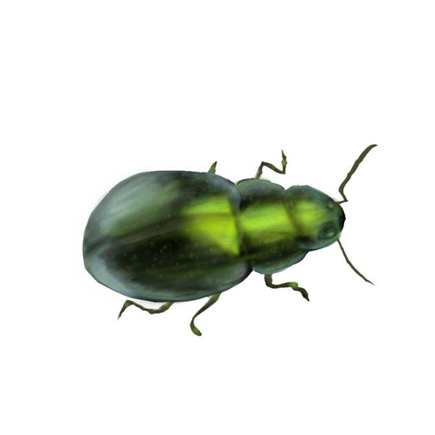 Jimmy the beetle