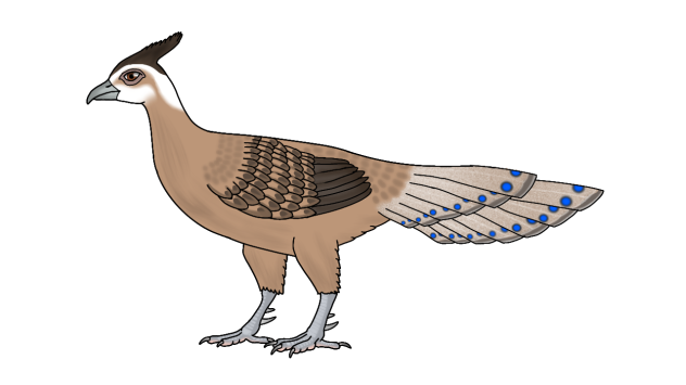 Palawan Peacock Pheasant f r