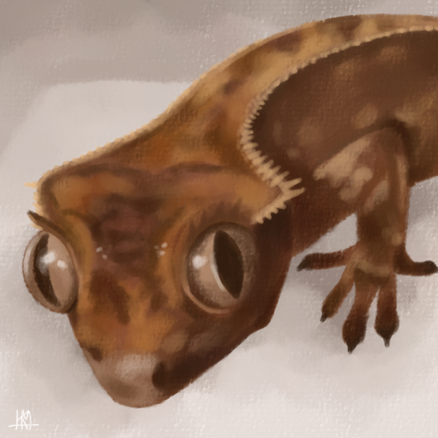 My Crested Gecko 12.10.2023