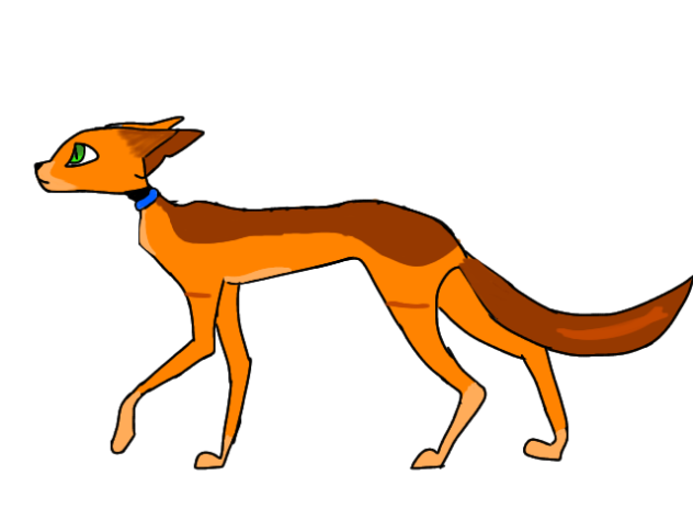 warrior cats
