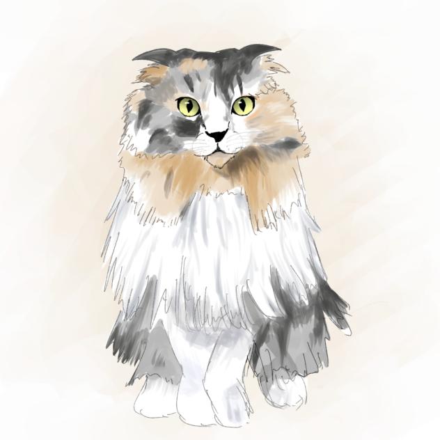 猫