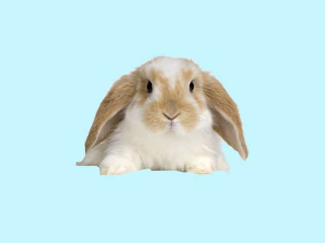 Bunny 2