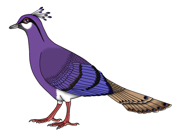 Amethystine Peacock-dove m2