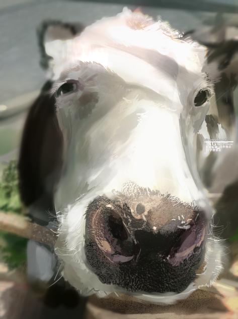 🐮🐮