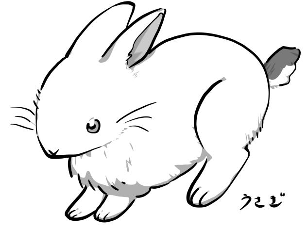 うさぎ
