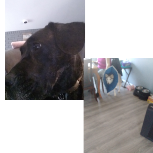 MY DOGS SKSKSKSKSKSKSKSKS