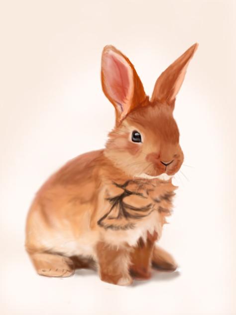 🥕🐇bunny 🐇🥕