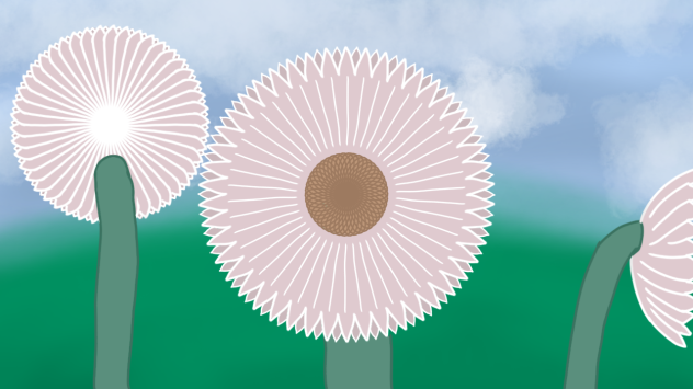 flower field - ibisPaint