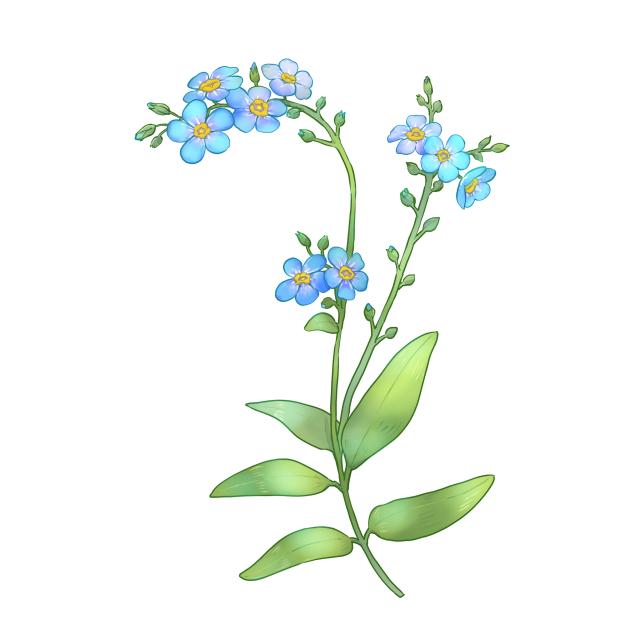 勿忘草