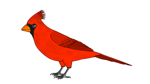 Northern Cardinal male