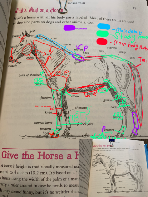 Body of a horse - ibisPaint