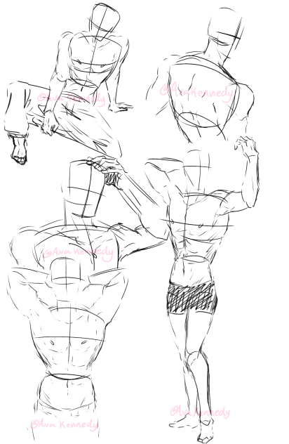 Male anatomy