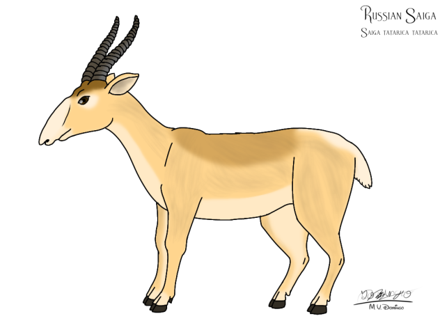 Russian Saiga